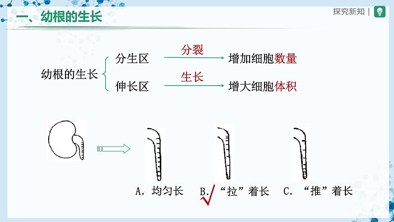 3.2.2+植株的生长（教学课件） （人教版）第8页