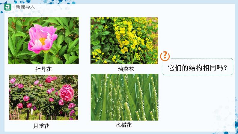 人教版七上生物   3.2.3 开花和结果 课件+教案+练习+导学案02