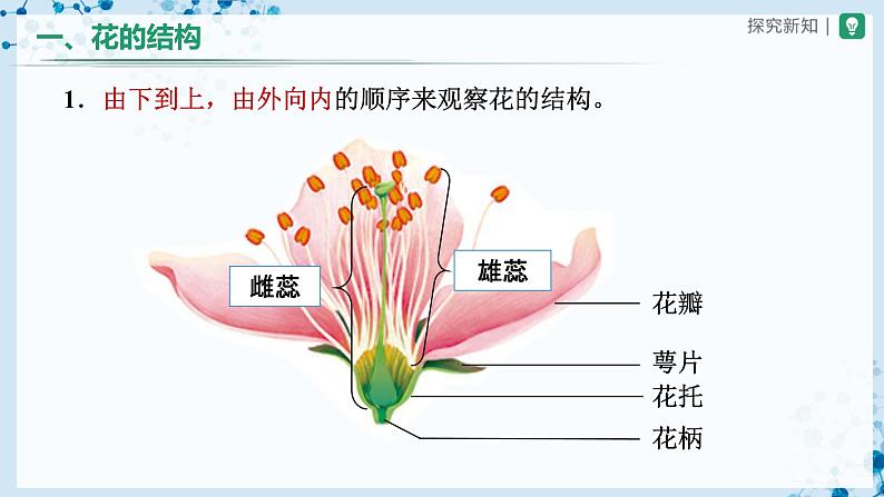 人教版七上生物   3.2.3 开花和结果 课件+教案+练习+导学案03