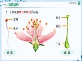 【人教版】七上生物   3.2.3 开花和结果（课件+教案+导学案+练习）