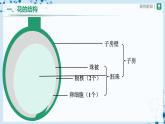 人教版七上生物   3.2.3 開(kāi)花和結(jié)果 課件+教案+練習(xí)+導(dǎo)學(xué)案