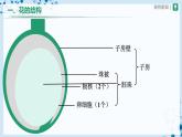 【人教版】七上生物   3.2.3 开花和结果（课件+教案+导学案+练习）