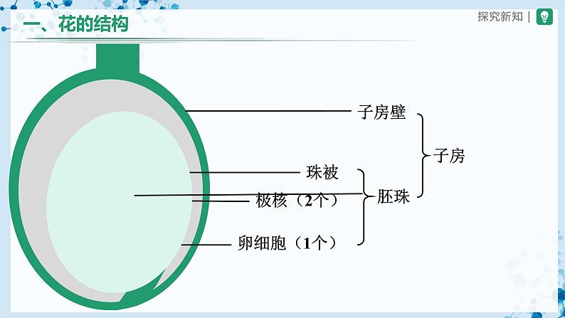 人教版七上生物   3.2.3 开花和结果 课件+教案+练习+导学案05