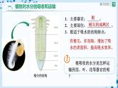 人教版七上生物   3.3 绿色植物与生物圈的水循环（第2课时） 课件+教案+练习+导学案