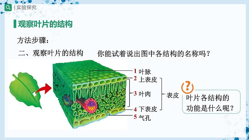 人教版七上生物   3.3 绿色植物与生物圈的水循环（第1课时） 课件+教案+练习+导学案06