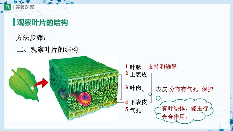 人教版七上生物   3.3 绿色植物与生物圈的水循环（第1课时） 课件+教案+练习+导学案07