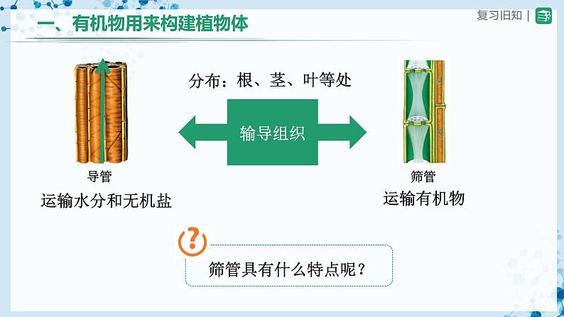 人教版七上生物   3.4 绿色植物是生物圈中有机物的制造者（第2课时） 课件+教案+练习+导学案03