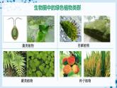 人教版七上生物   3.1.1 藻类、苔藓和蕨类植物 课件+教案+练习+导学案