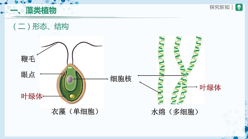 3.1.1+藻类、苔藓和蕨类植物（教学课件） （人教版）第8页