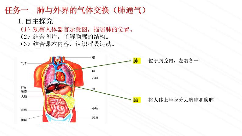 3.2.2+人体内能量的利用课件2023--2024学年济南版生物七年级下册06