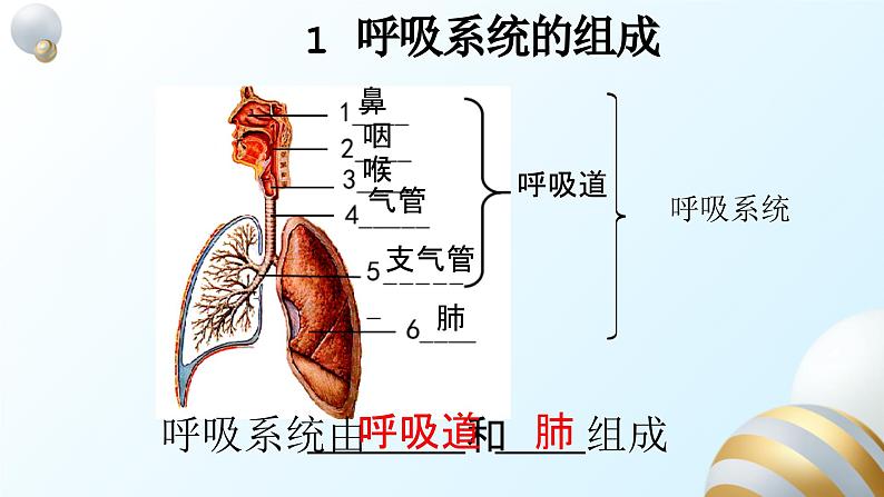 3.1.1呼吸道和肺的功能课件2023--2024学年冀少版生物七年级下册04