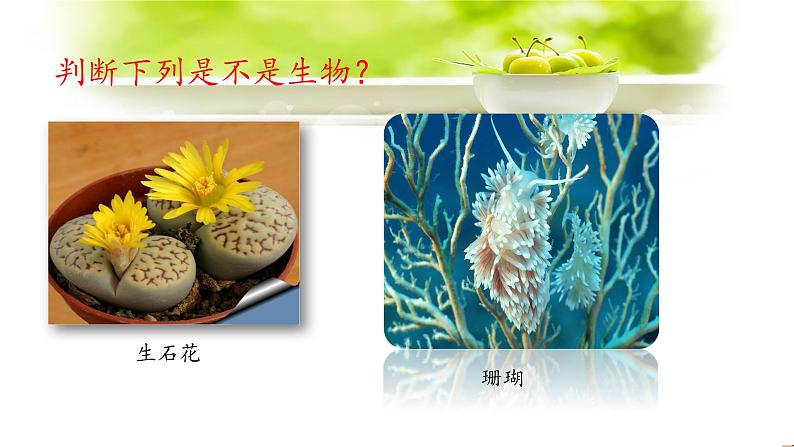 主题三生物与环境课件PPT第4页