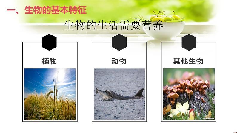 主题三生物与环境课件PPT第5页