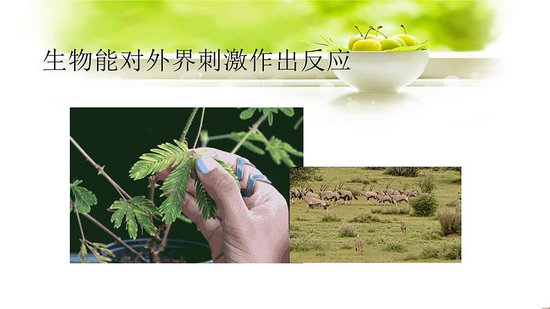 主题三生物与环境课件PPT第8页