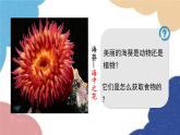 人教版生物八年级上册 5.1.1腔肠动物和扁形动物课件