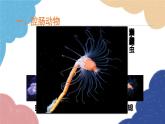人教版生物八年级上册 5.1.1腔肠动物和扁形动物课件