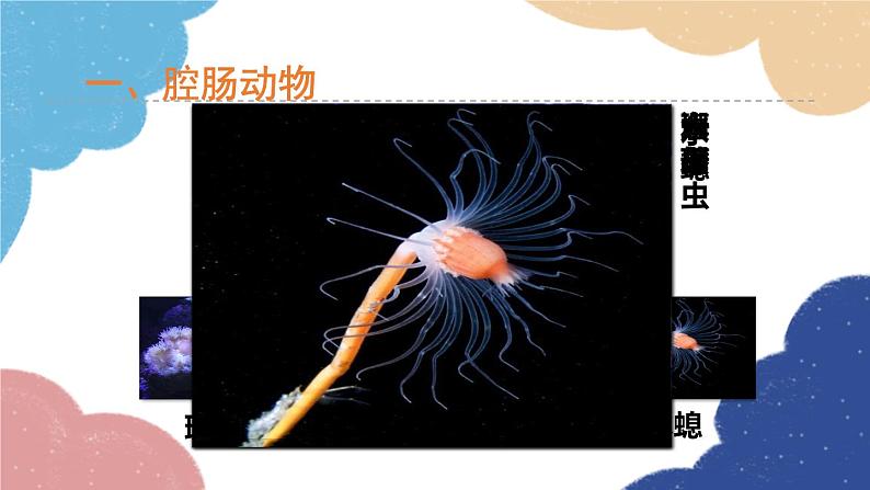 人教版生物八年级上册 5.1.1腔肠动物和扁形动物课件03