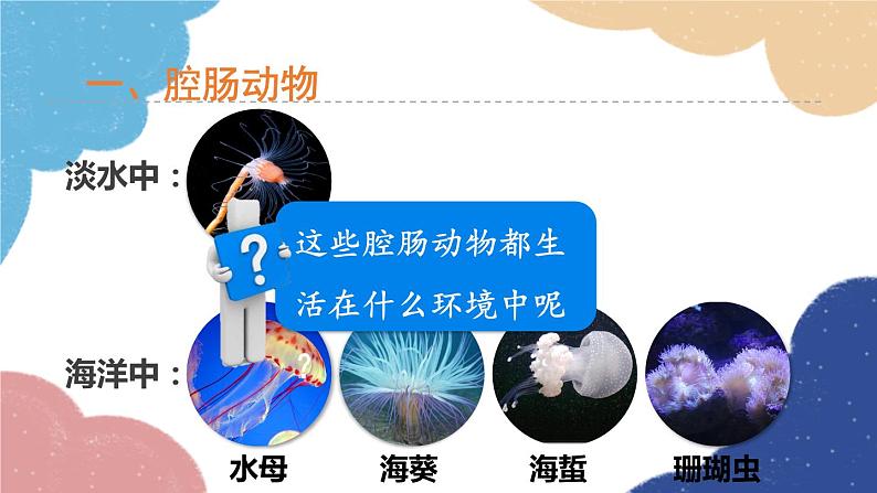 人教版生物八年级上册 5.1.1腔肠动物和扁形动物课件04