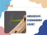 人教版生物八年级上册 5.1.1腔肠动物和扁形动物课件
