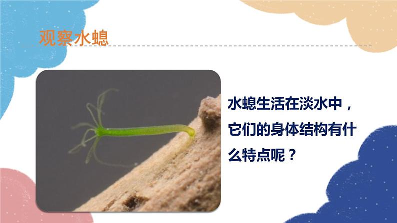 人教版生物八年级上册 5.1.1腔肠动物和扁形动物课件05