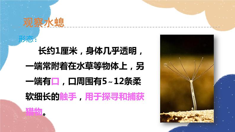 人教版生物八年级上册 5.1.1腔肠动物和扁形动物课件06