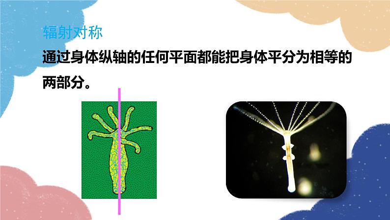 人教版生物八年级上册 5.1.1腔肠动物和扁形动物课件08