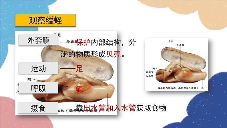 人教版生物八年级上册 5.1.3软体动物和节肢动物课件06