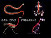 人教版生物八年级上册 5.1.4鱼优化课件