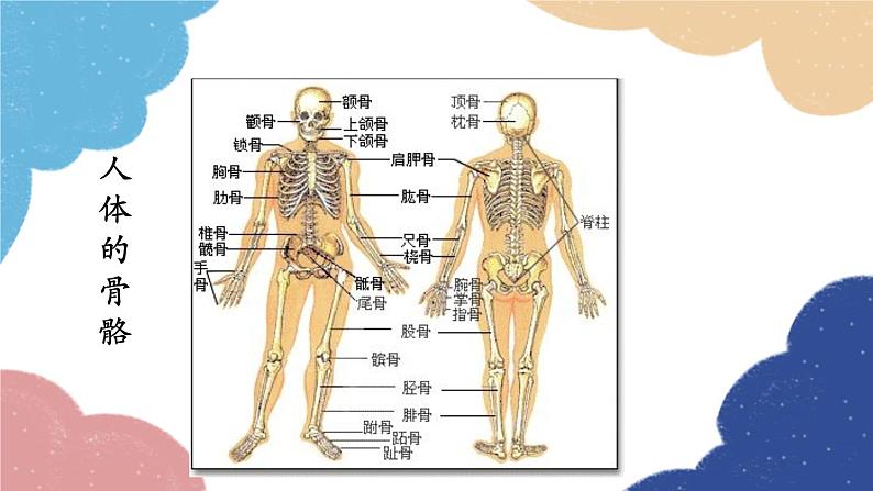 人教版生物八年级上册 5.2.1 动物的运动课件05