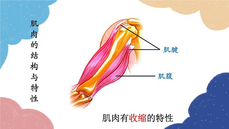 人教版生物八年级上册 5.2.1 动物的运动课件08