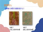 人教版生物八年级上册 5.4.2细菌优化课件