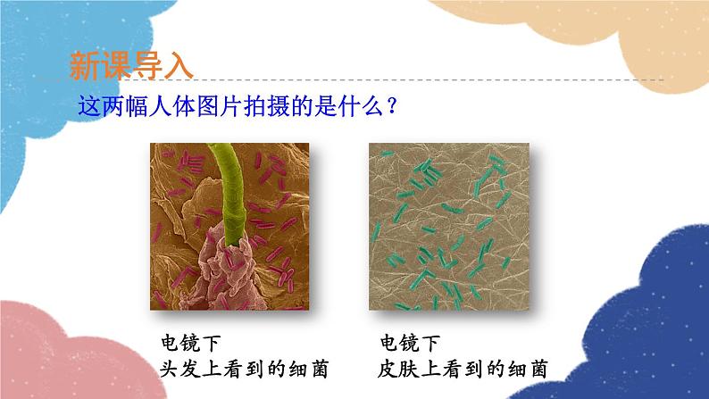 人教版生物八年级上册 5.4.2细菌优化课件03