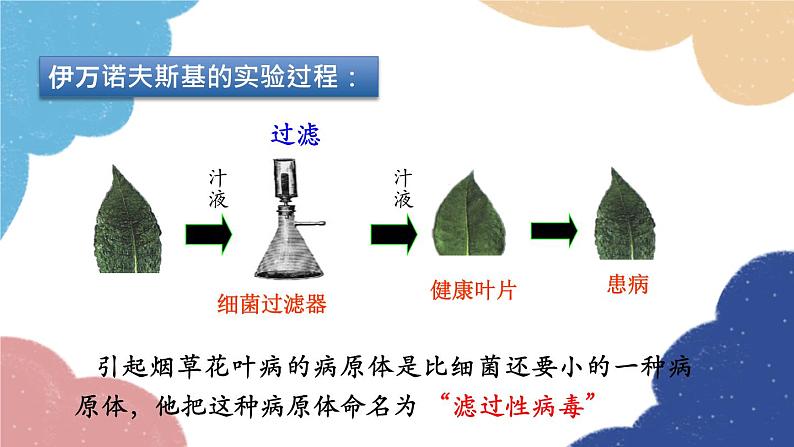 人教版生物八年级上册 5.5 病毒课件07