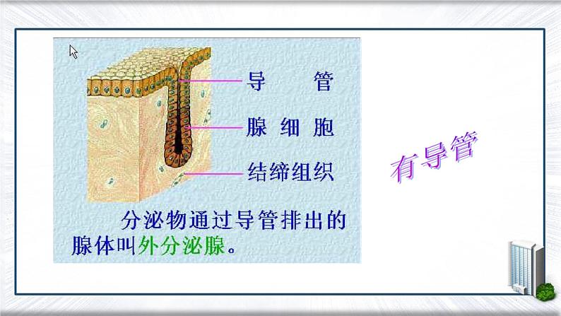 4.6.4++激素调节++课件-2023-2024学年人教版生物七年级下册第4页