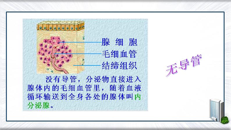 4.6.4++激素调节++课件-2023-2024学年人教版生物七年级下册第5页