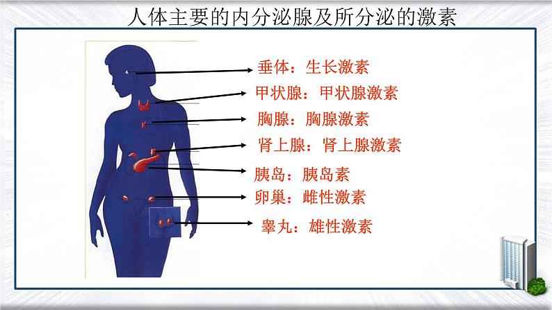 4.6.4++激素调节++课件-2023-2024学年人教版生物七年级下册第7页