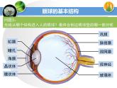 4.6.1++人体对外界环境的感知（第1课时）课件-2023-2024学年人教版七年级生物学下册
