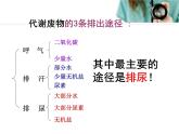 4.5++人体内废物的排出++课件-2023-2024学年人教版生物七年级下册
