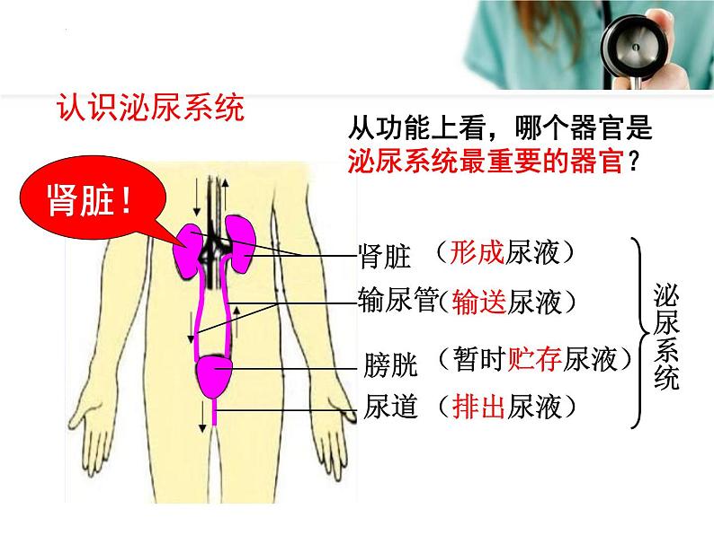 4.5++人体内废物的排出++课件-2023-2024学年人教版生物七年级下册第4页