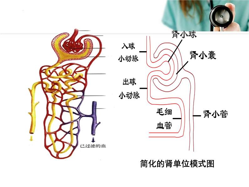 4.5++人体内废物的排出++课件-2023-2024学年人教版生物七年级下册第8页