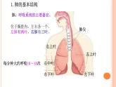 4.3.2++发生在肺内的气体交换++课件-2023-2024学年人教版生物七年级下册