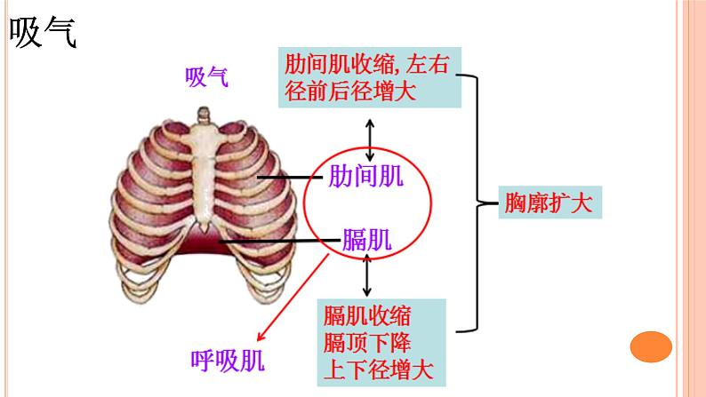 4.3.2++发生在肺内的气体交换++课件-2023-2024学年人教版生物七年级下册第7页