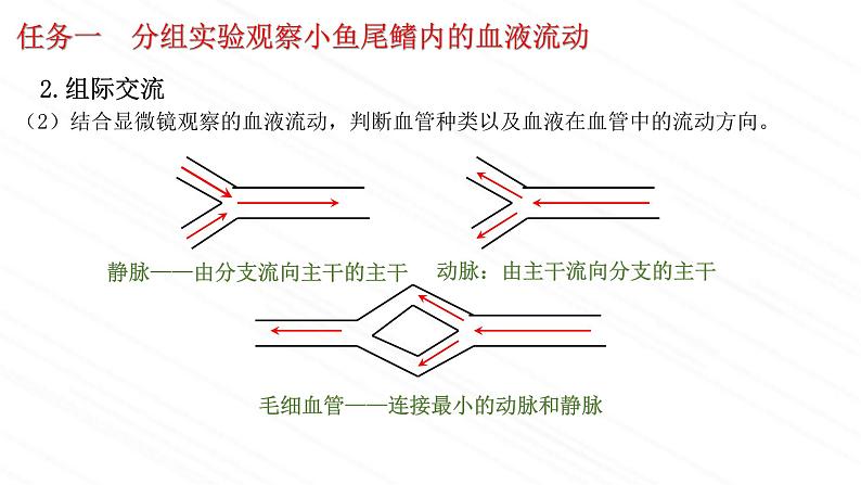 3.3.2++物质运输的器官（第一课时）课件-2023-2024学年济南版生物七年级下册07