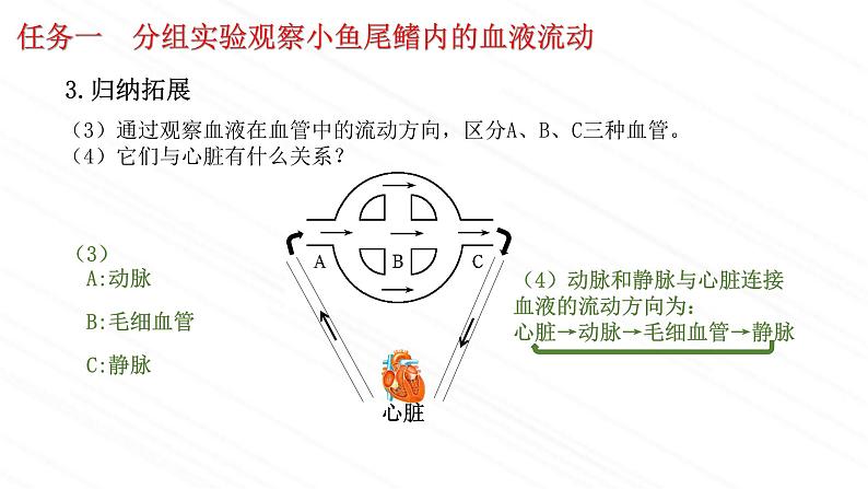 3.3.2++物质运输的器官（第一课时）课件-2023-2024学年济南版生物七年级下册08