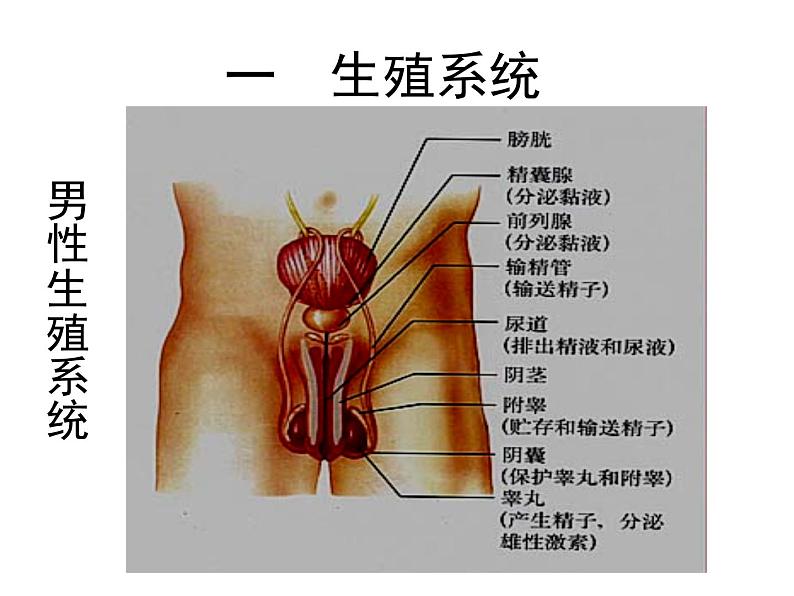 4.1.2人的生殖课件2023-2024学年人教版生物七年级下册第2页