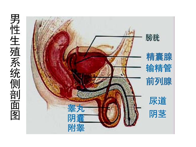 4.1.2人的生殖课件2023-2024学年人教版生物七年级下册第3页