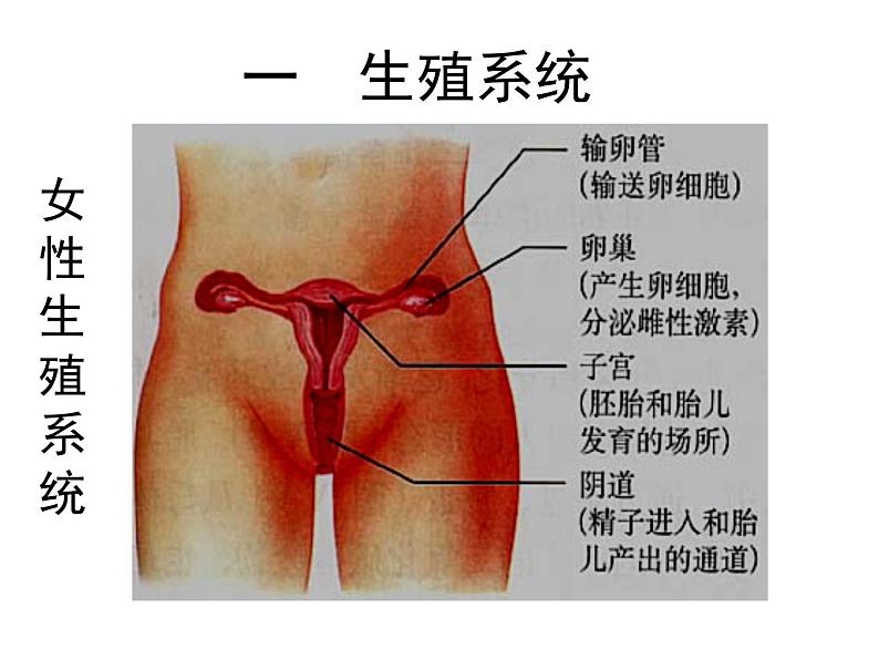 4.1.2人的生殖课件2023-2024学年人教版生物七年级下册第5页