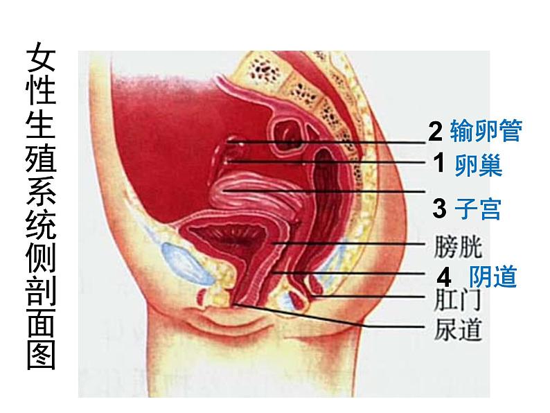 4.1.2人的生殖课件2023-2024学年人教版生物七年级下册第6页