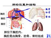 4.3.2发生在肺内的气体交换课件2023-2024学年人教版生物七年级下册