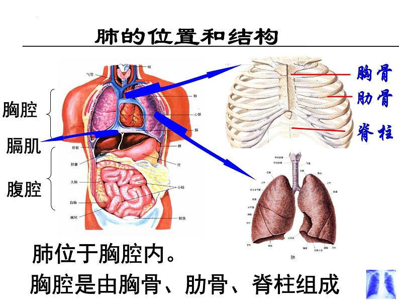 4.3.2发生在肺内的气体交换课件2023-2024学年人教版生物七年级下册第3页